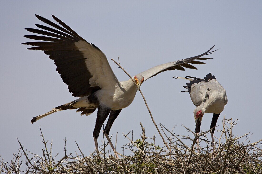 Secretarybird (Sagittarius serpentarius) pair building a nest atop an acacia tree, Masai Mara National Reserve, Kenya, East Africa, Africa