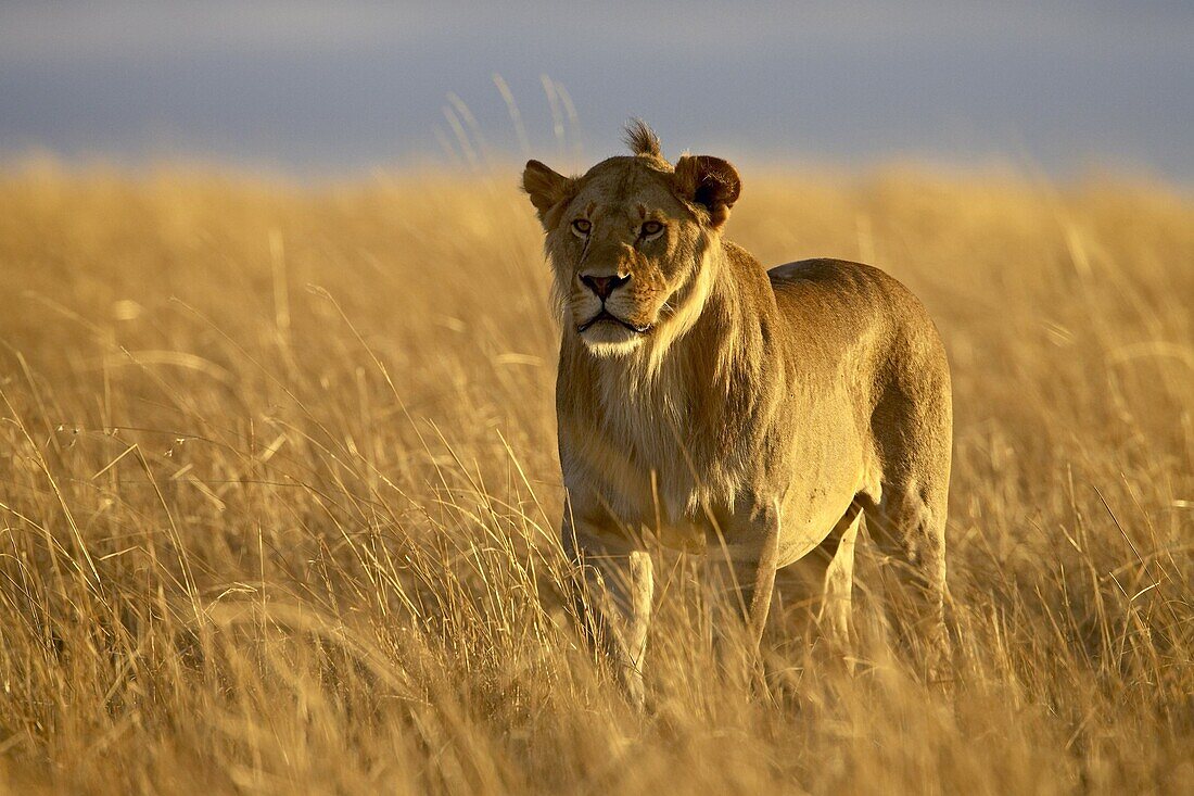 Young male lion (Panthera leo) in early morning light, Masai Mara National Reserve, Kenya, East Africa, Africa