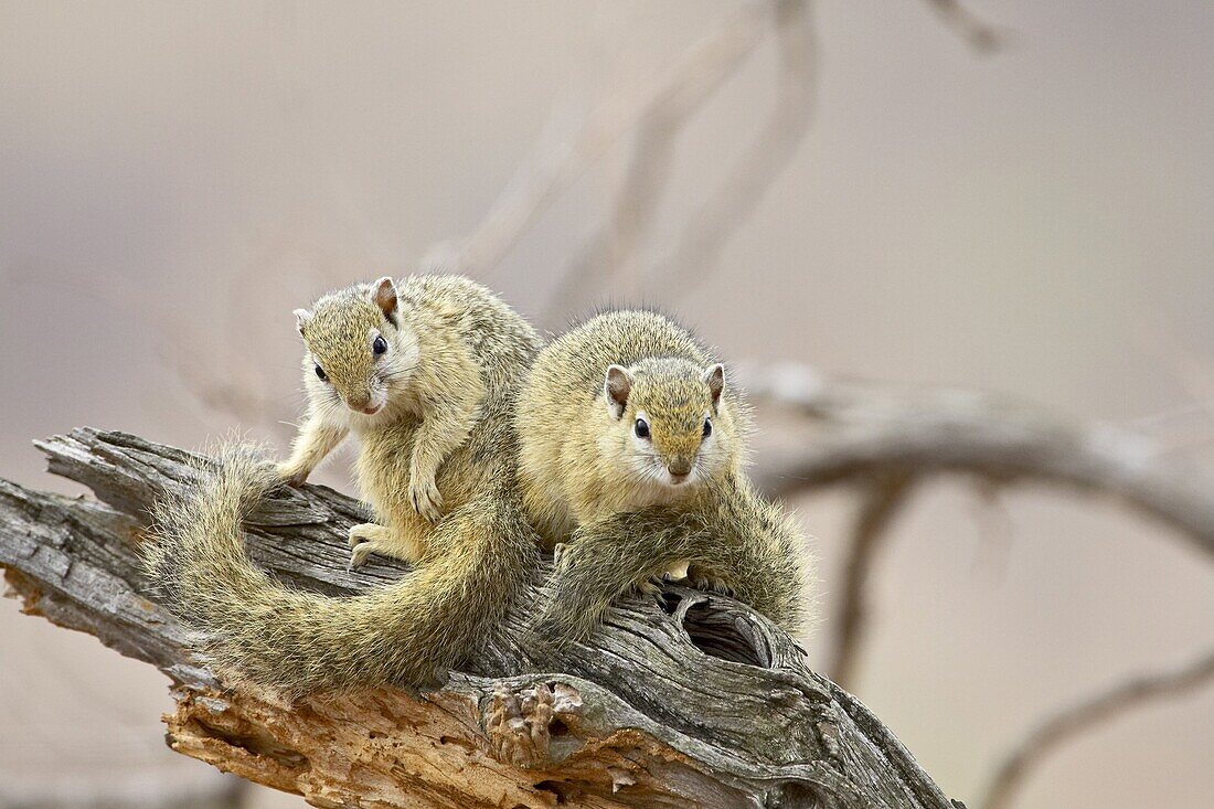 Two tree squirrels (Paraxerus cepapi), Kruger National Park, South Africa, Africa