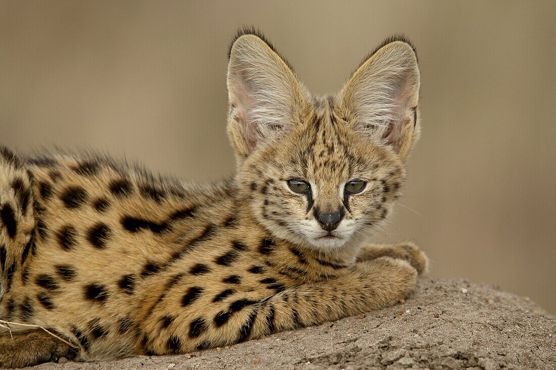 Serval (Felis serval) cub on termite mound, Masai Mara National Reserve, Kenya, East Africa, Africa