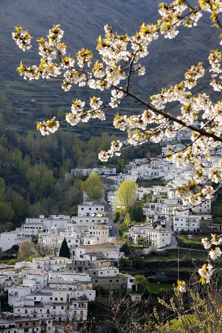 Trevelez in spring, Sierra Nevada, Andalucia, Spain, Europe