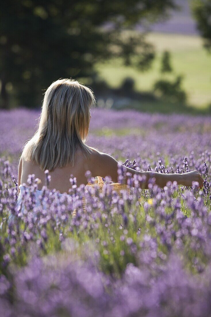 Woman in a lavender field, Provence, France, Europe