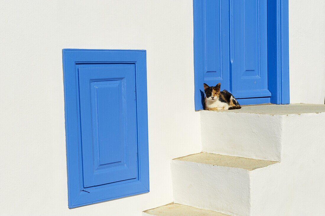 Cat, Kastro, the old fortified village, Sifnos Island, Cyclades Islands, Greek Islands, Aegean Sea, Greece, Europe