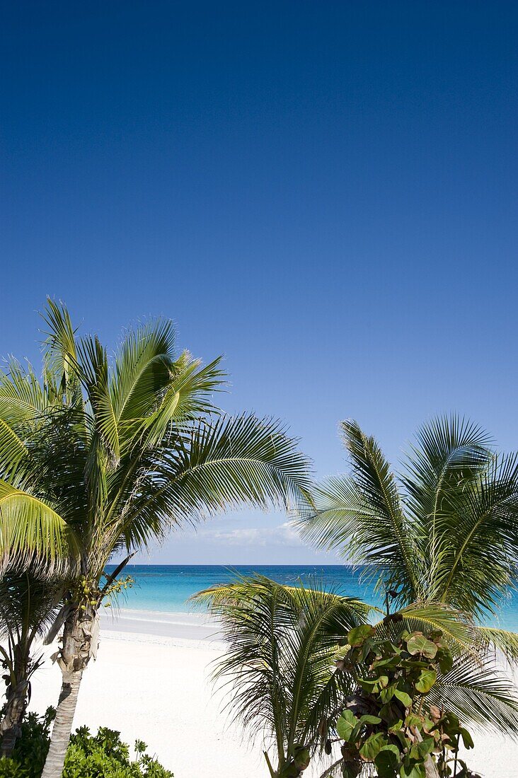 Palm trees and Pink Sands Beach, Harbour Island, Eleuthera, The Bahamas, West Indies, Atlantic, Central America