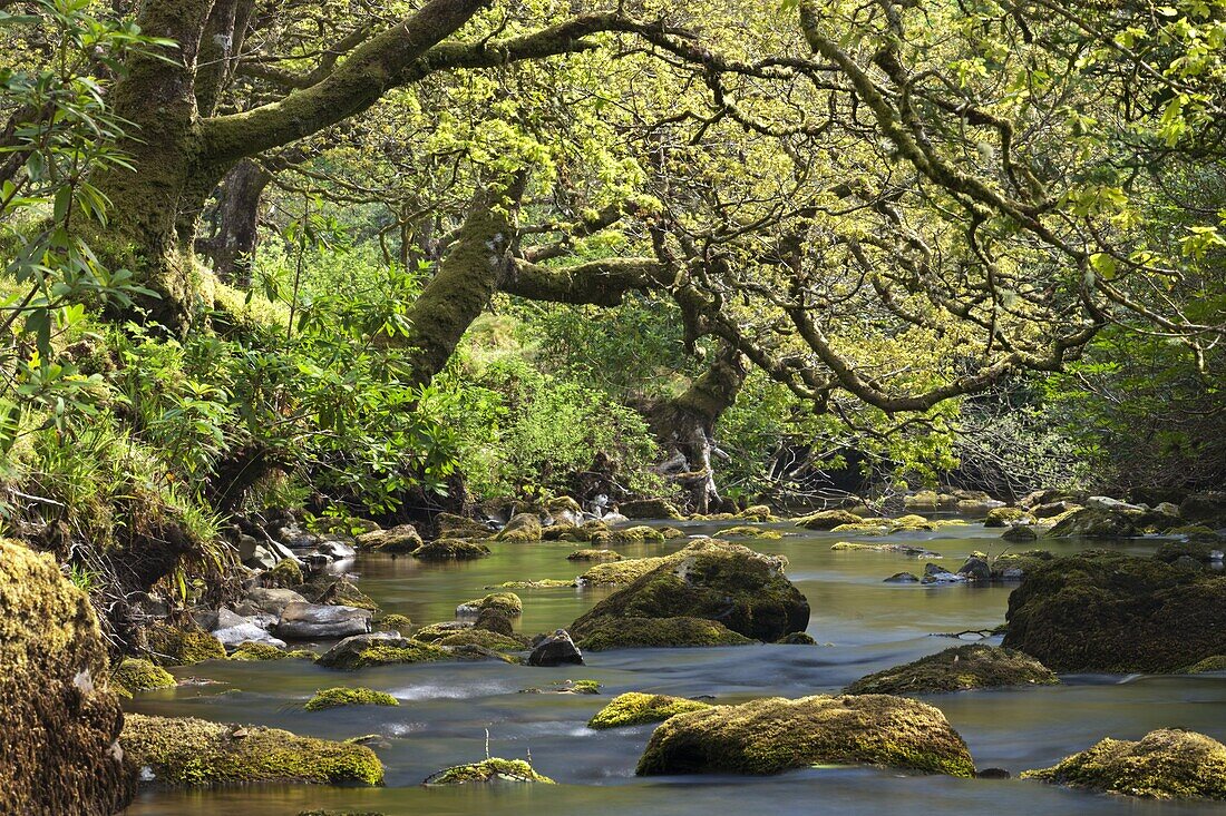 Twisted trees overhang a rocky Badgworthy Water in the Doone Valley, Exmoor, Somerset, England, United Kingdom, Europe