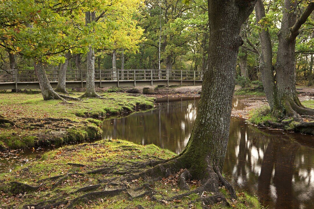 Ober Water flowing through autumnal trees at Puttles Bridge, New Forest, Hampshire, England, United Kingdom, Europe