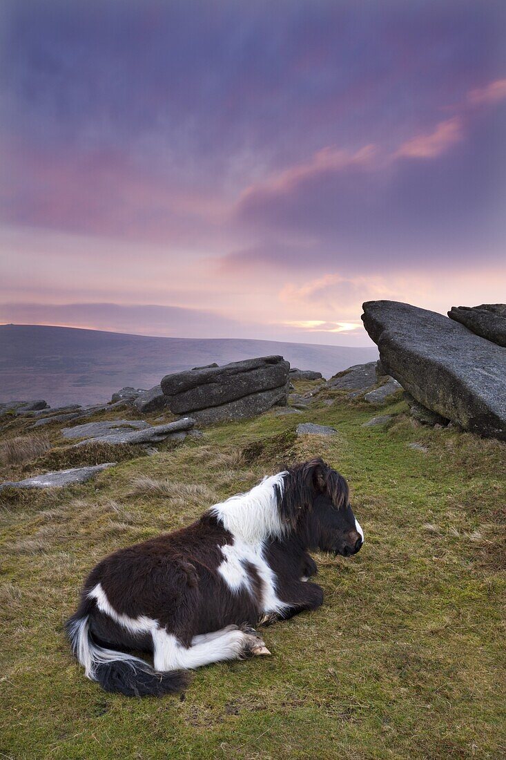 Shetland Pony resting on Dartmoor moorland at sunrise, Belstone Tor, Dartmoor, Devon, England, United Kingdom, Europe