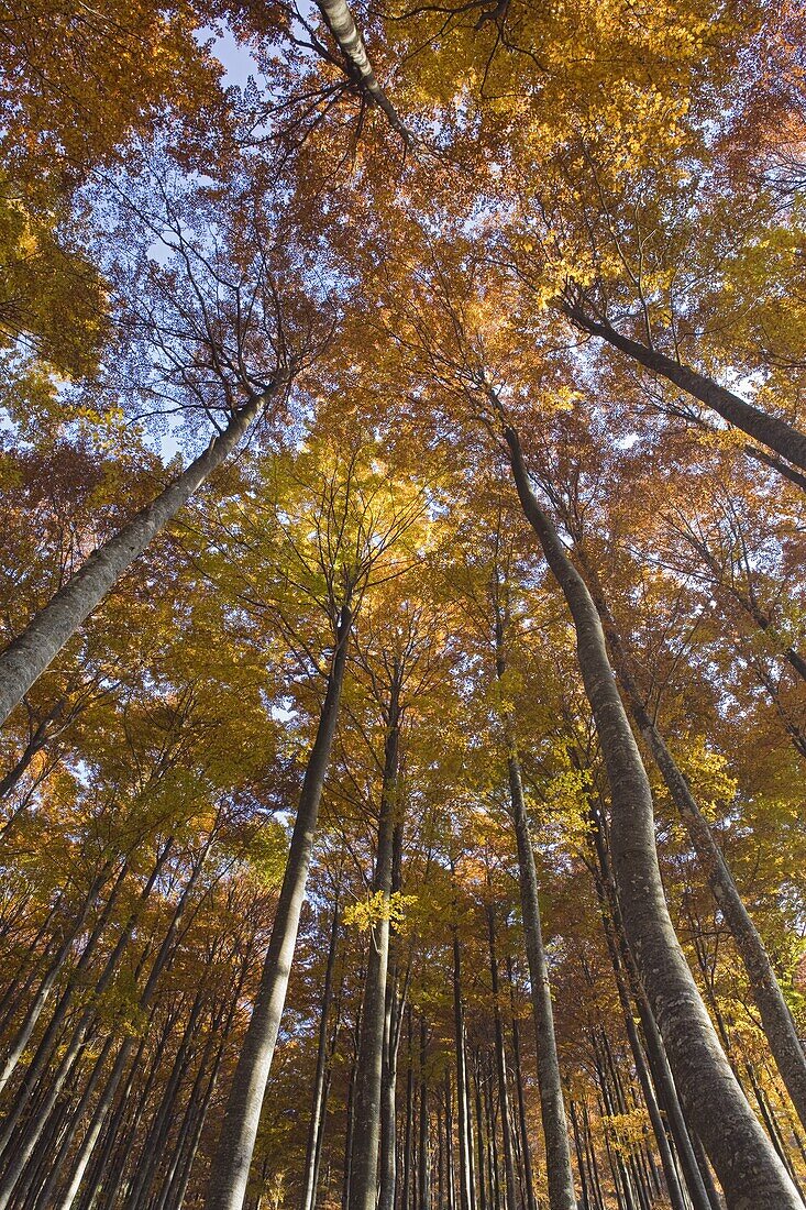 Autumn colours in a beech tree forest in the Julian Alps, Goriska, Slovenia, Europe