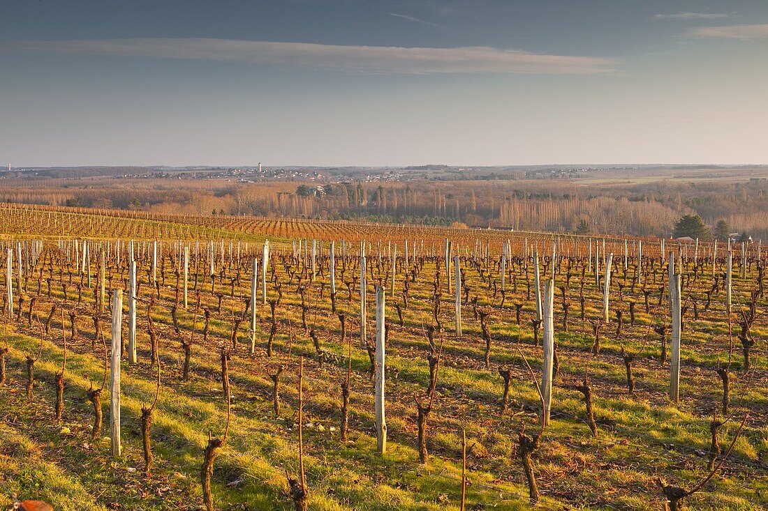 Vineyards above the village of Chenonceaux, Loire Valley, France, Europe