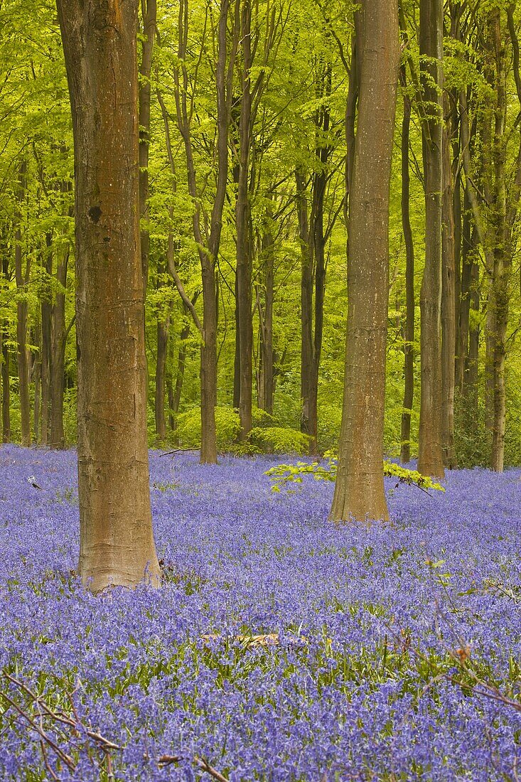 Bluebells beneath trees, West Woods, Wiltshire, England, United Kingdom, Europe