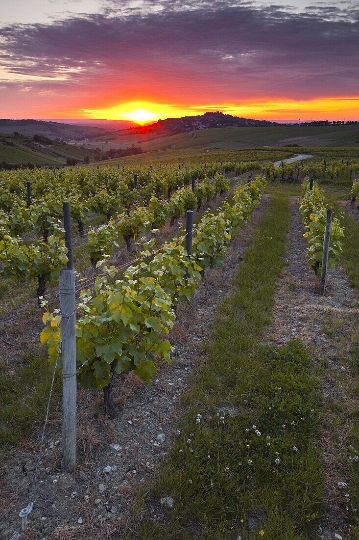 Vineyards, Sancerre, Cher, Loire Valley, Centre, France, Europe