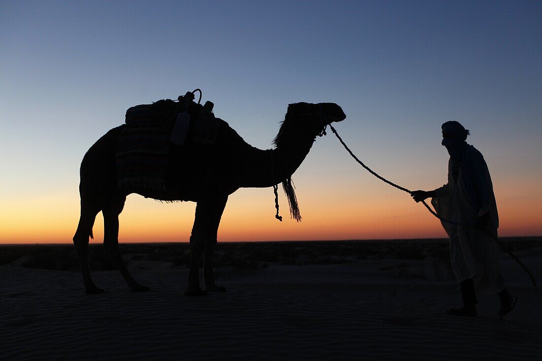 Camel driver at dusk in the Sahara desert, near Douz, Kebili, Tunisia, North Africa, Africa
