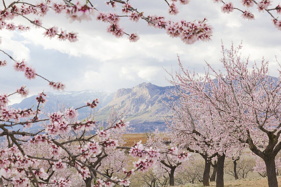 Spring almond blossom, Andalucia, Spain, Europe