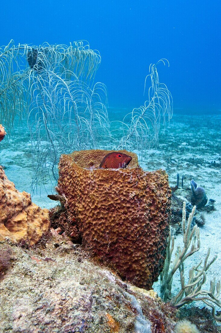 Coney (Cephalopholis fulva), in a barrel sponge, St. Lucia, West Indies, Caribbean, Central America