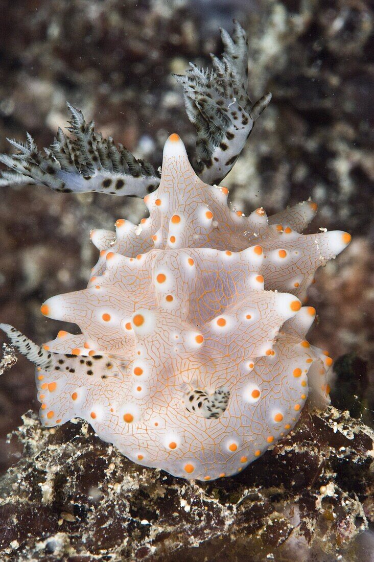 Halgerda batangas nudibranch, Philippines, Southeast Asia, Asia