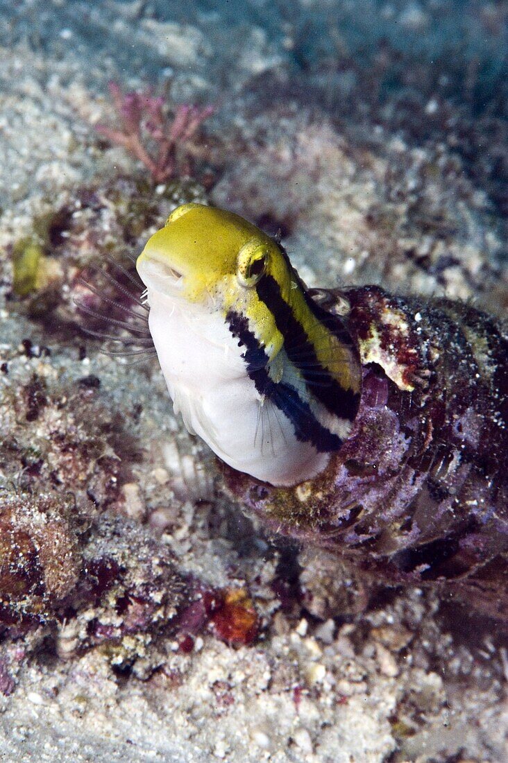 Shorthead fangblenny (Petroscirtes breviceps), inside a coral encrusted bottle, Philippines, Southeast Asia, Asia