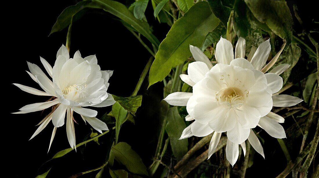 Queen of the night (Epiphyllum Oxypetalum), blooms only once at midnight for a few hours, then the flower drops, Philippines, Southeast Asia, Asia