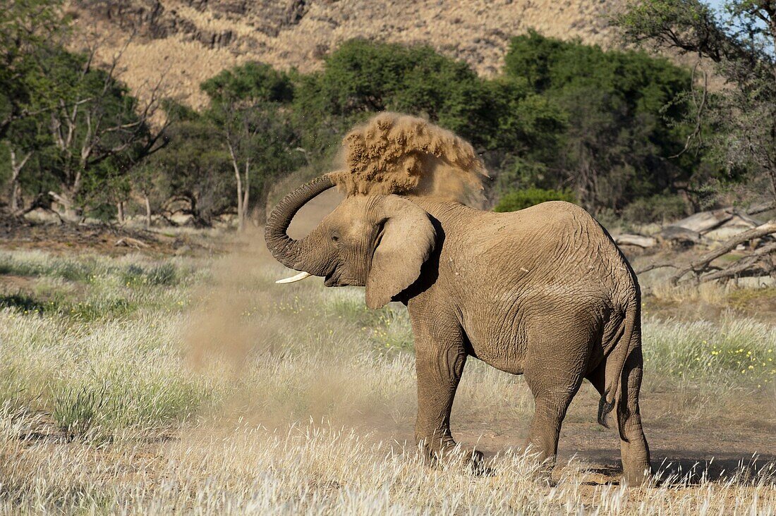 Desert elephant (Loxodonta africana), Huab River Valley, Torra Conservancy, Damaraland, Namibia, Africa