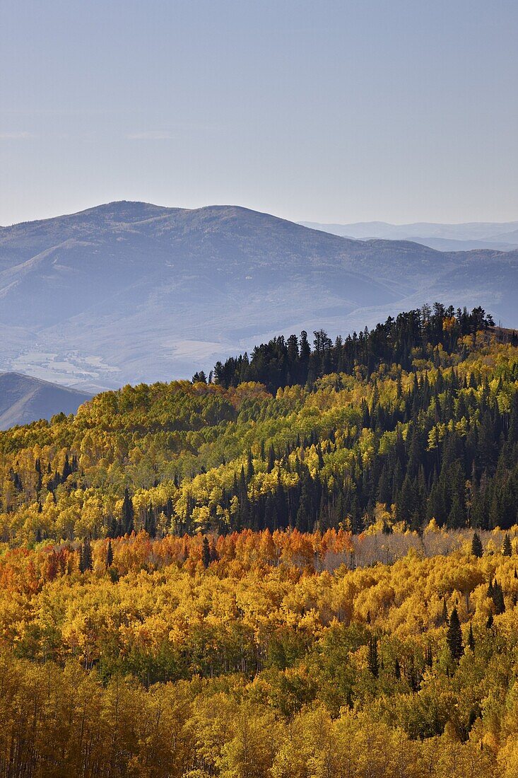 Yellow and orange aspens in the fall, Wasatch Mountain State Park, Utah, United States of America, North America