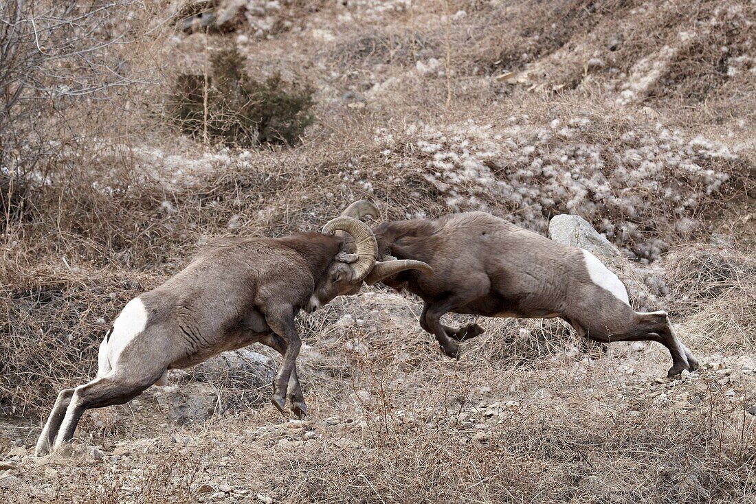 Two bighorn sheep (Ovis canadensis) rams head butting, Clear Creek County, Colorado, United States of America, North America