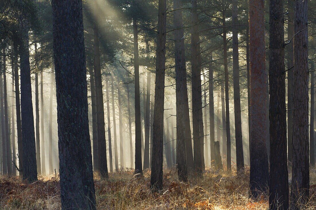 Mist in a pine wood, New Forest National Park, Hampshire, England, United Kingdom, Europe
