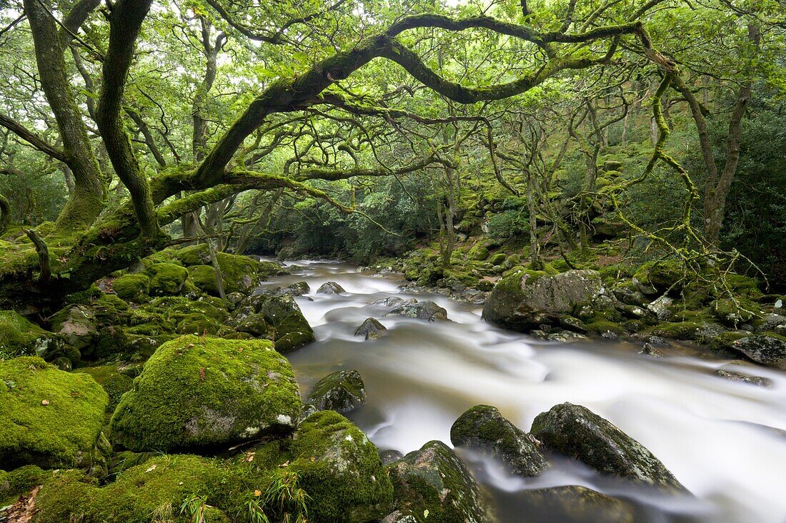 Rocky River Plym near Shaugh Prior in Dartmoor National Park, Devon, England, United Kingdom, Europe