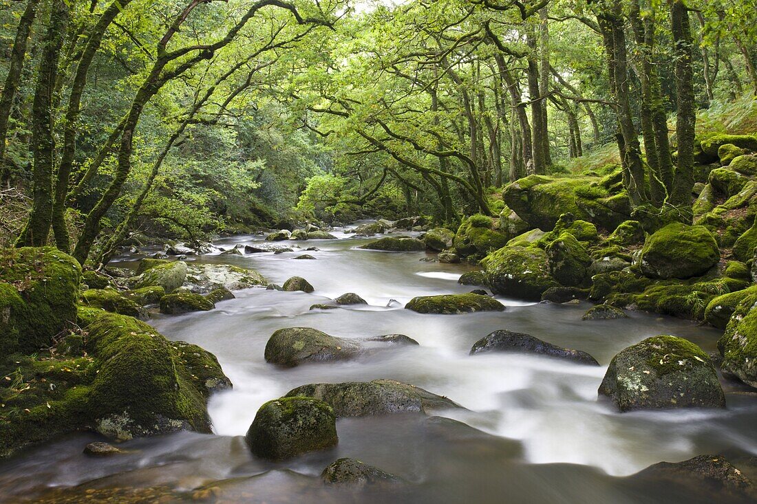 Rocky River Plym flowing through Dewerstone Wood in Dartmoor National Park, Devon, England, United Kingdom, Europe