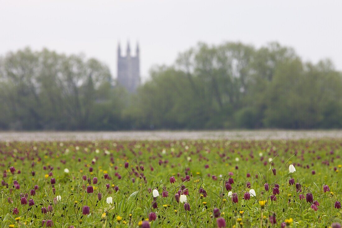 Snake's head fritillary (Fritillaria meleagris) wildflowers at North Meadow National Nature Reserve, Cricklade, Wiltshire, United Kingdom, Europe