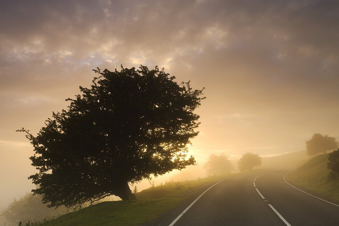 Moorland road and hawthorn trees in mist at sunrise, Brecon Beacons National Park, Powys, Wales, United Kingdom, Europe