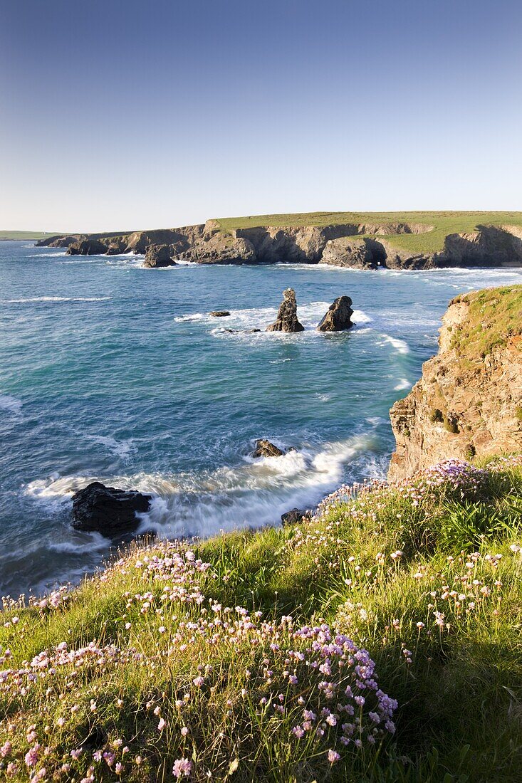 Clifftop view of Porthcothan Bay with spring wildflowers, Cornwall, England, United Kingdom, Europe