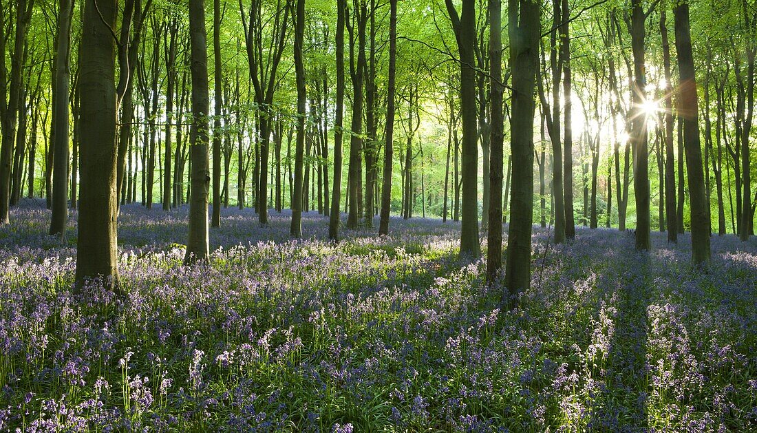 Early morning sunlight in West Woods bluebell woodland, Lockeridge, Marlborough, Wiltshire, England, United Kingdom, Europe