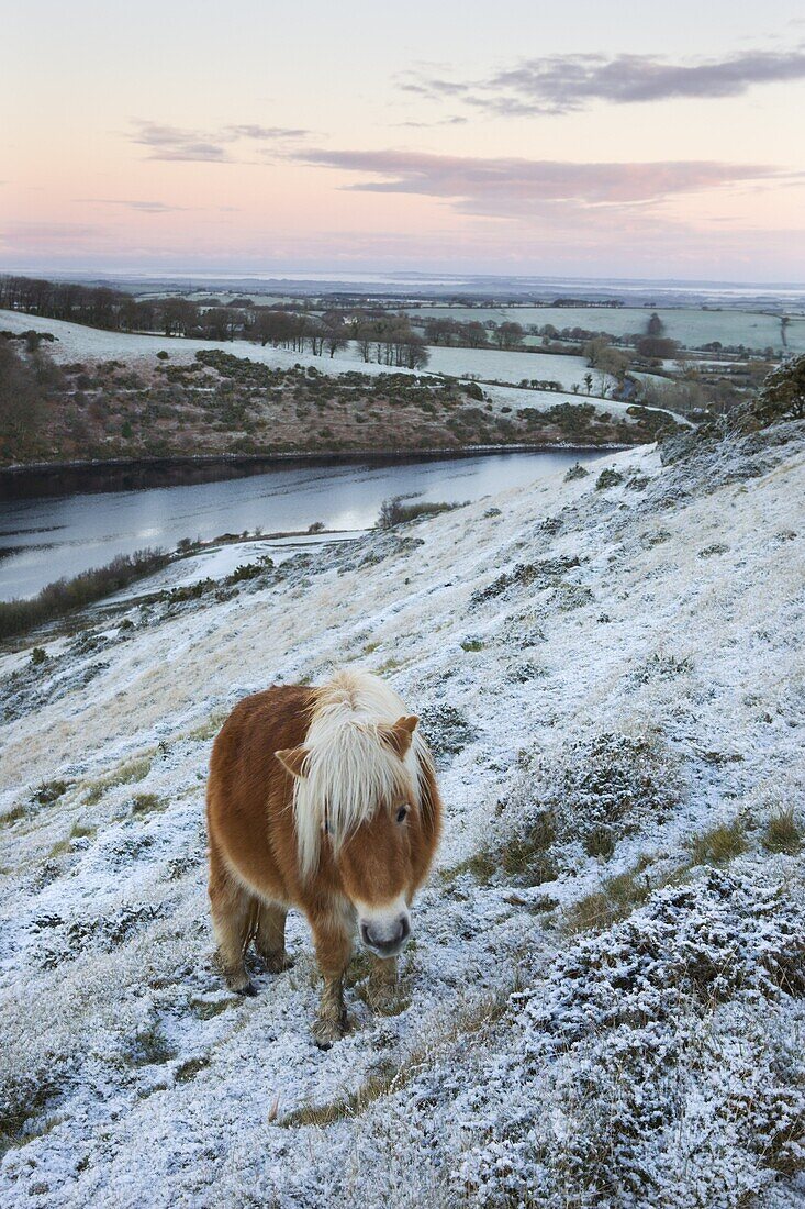Shetland pony grazing on the snow covered moorland above Meldon Reservoir, Dartmoor National Park, Devon, England, United Kingdom, Europe