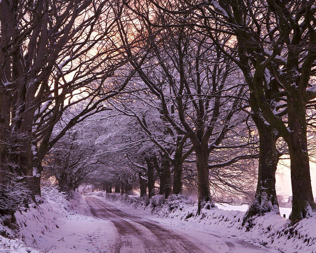 Tree lined lane in snow, Exmoor, Somerset, England, United Kingdom, Europe