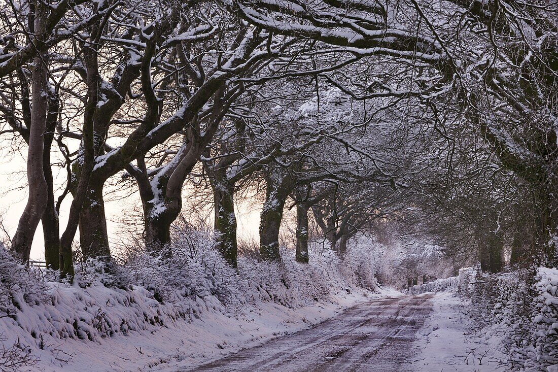 Snow covered country lane through trees, Exmoor, Somerset, England, United Kingdom, Europe