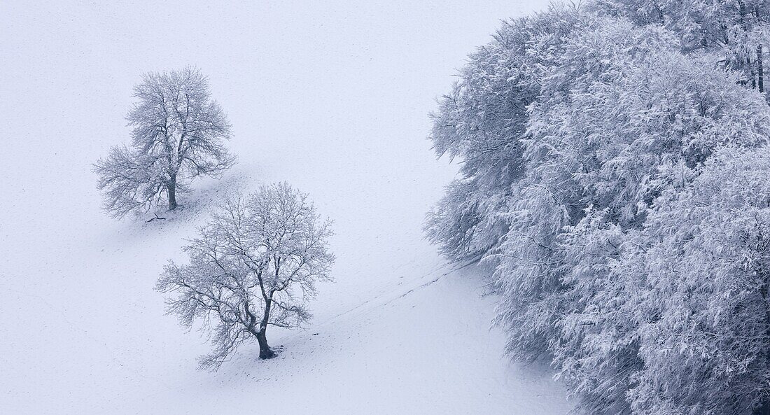 Snow covered trees in The Punchbowl, Exmoor National Park, Somerset, England, United Kingdom, Europe
