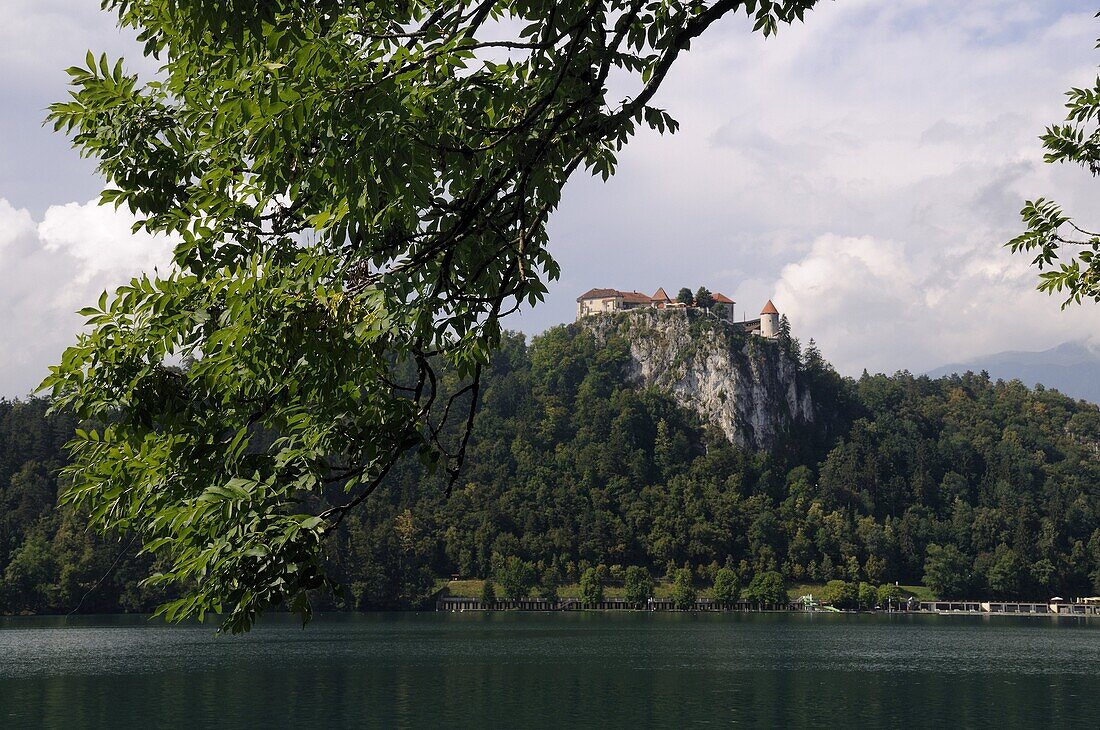 Ash tree (Fraxinus excelsior) branches framing Bled Castle overlooking Lake Bled, Slovenia, Europe