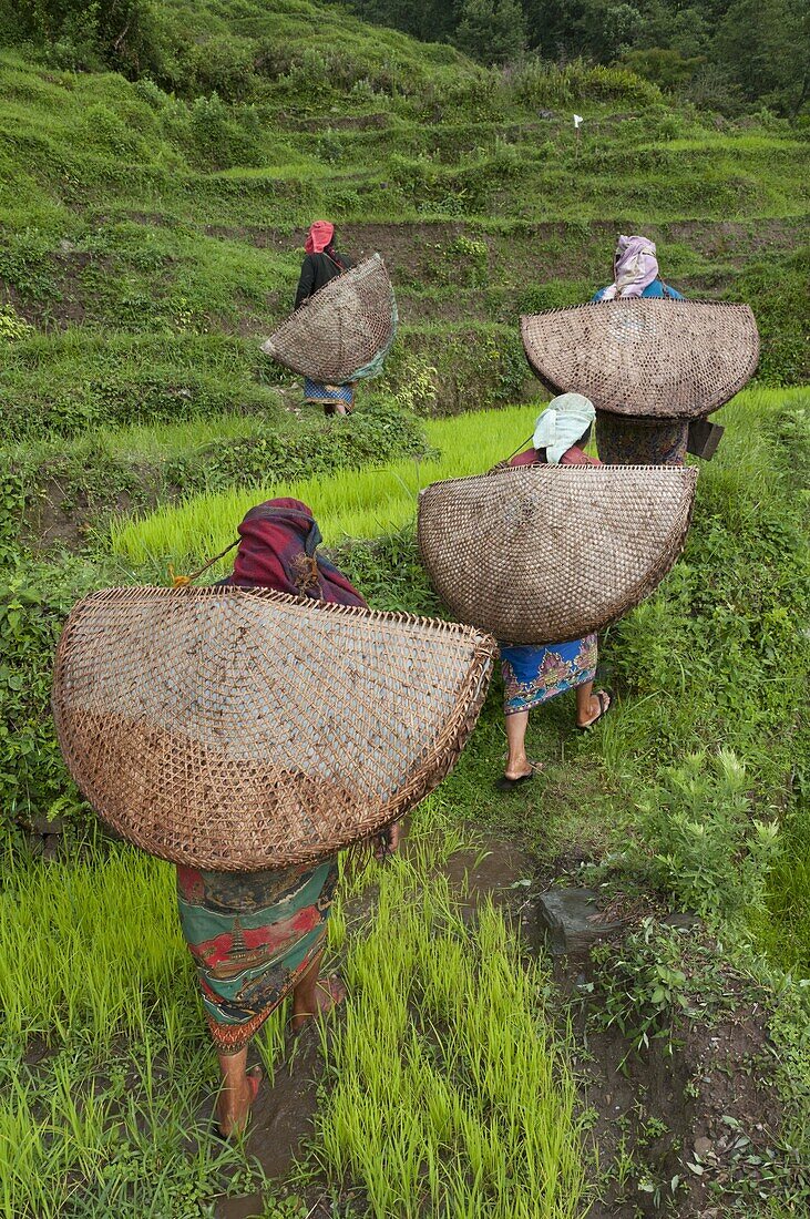 Female farmers in the field with traditional rain protection, lwang village, Annapurna area, Pkhara, Nepal, Asia