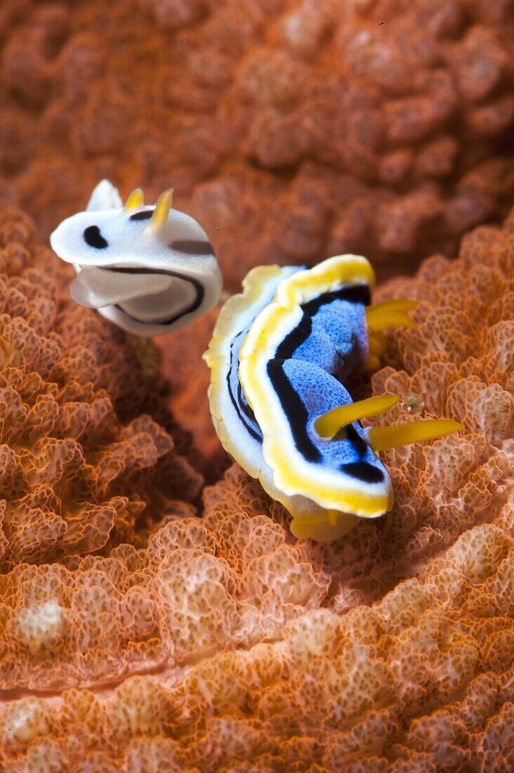 Chromodoris dianae and Chromodoris strigata nudibranches, Sulawesi, Indonesia, Southeast Asia, Asia