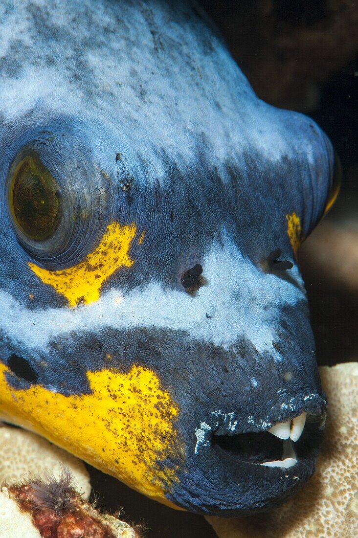 Black spotted pufferfish (Arothron nigropunctatus), Sulawesi, Indonesia, Southeast Asia, Asia