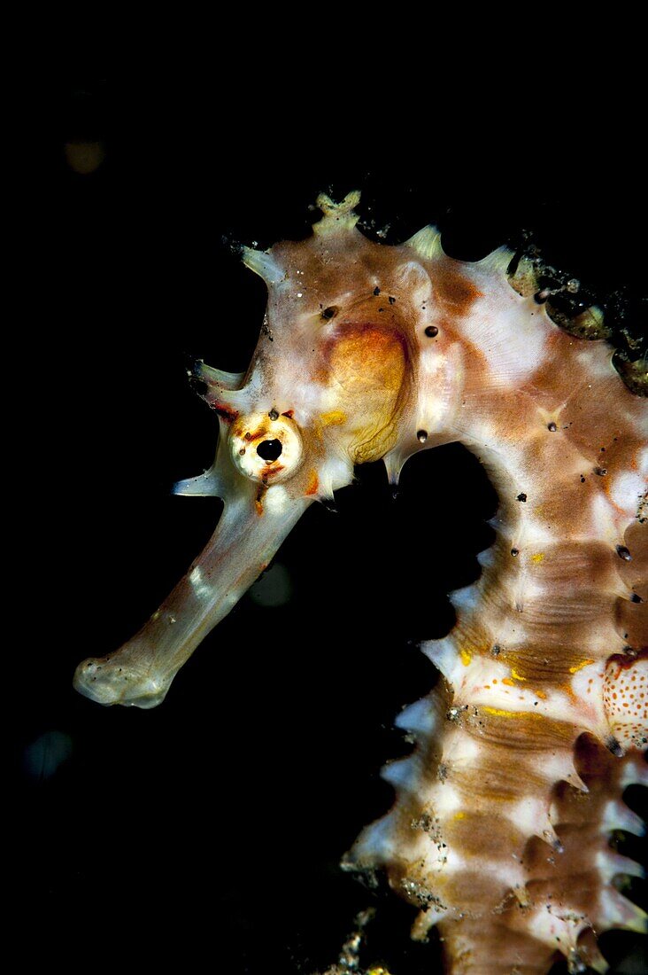 Thorny seahorse (Hippocampus hystrix), Sulawesi, Indonesia, Southeast Asia, Asia