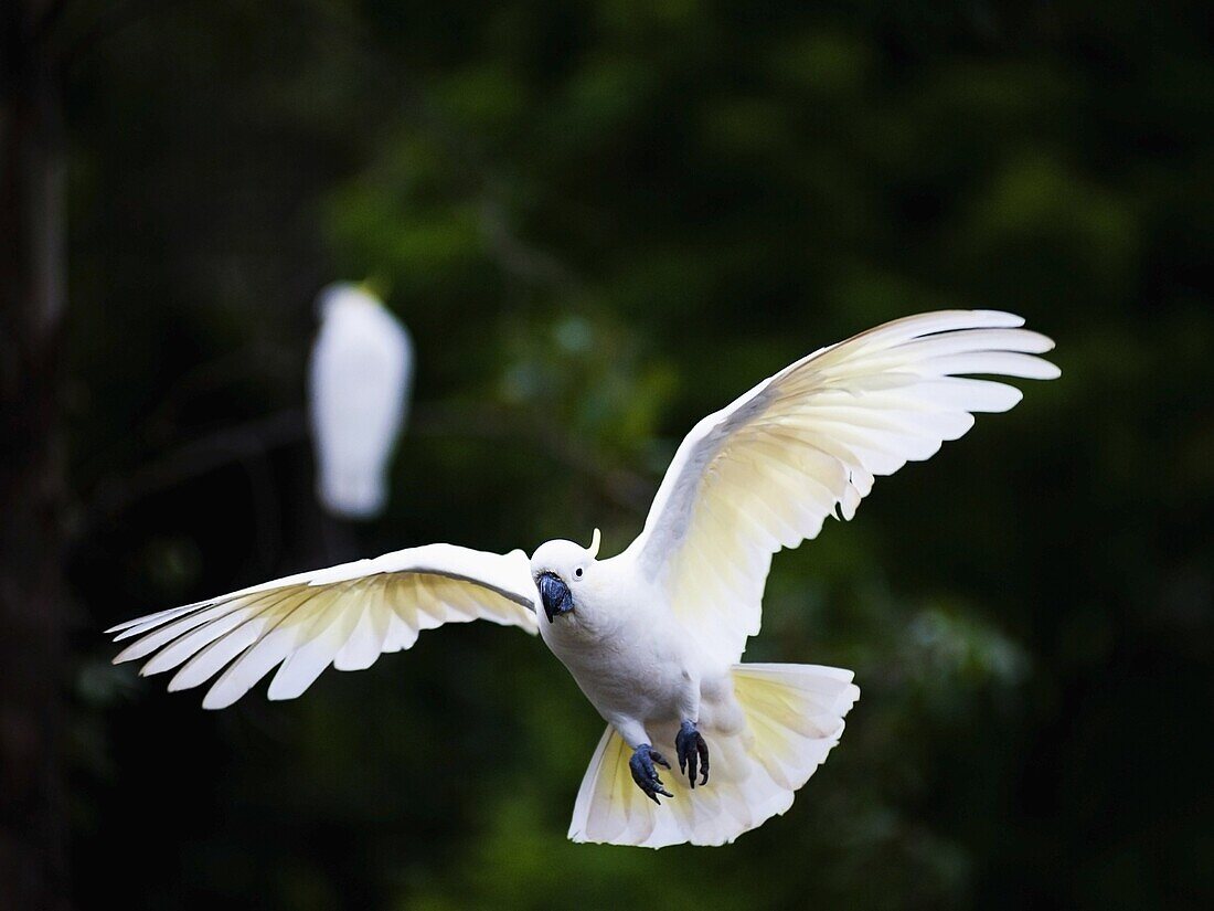 Sulphur-crested cockatoo (Cacatua galerita) flying in Sydney Royal Botanic Gardens, Sydney, New South Wales, Australia, Pacific