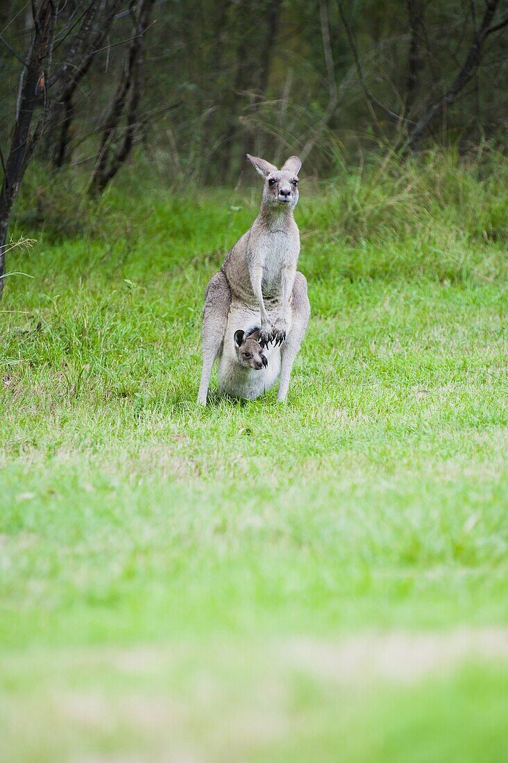 Eastern grey kangaroo (Macropus giganteus) mother with a baby joey in her pouch in the Blue Mountains Area, New South Wales, Australia, Pacific