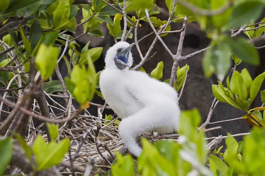 Red-footed  booby chick (Sula sula), Genovesa Island,  Galapagos Islands, UNESCO World Heritage Site, Ecuador, South America