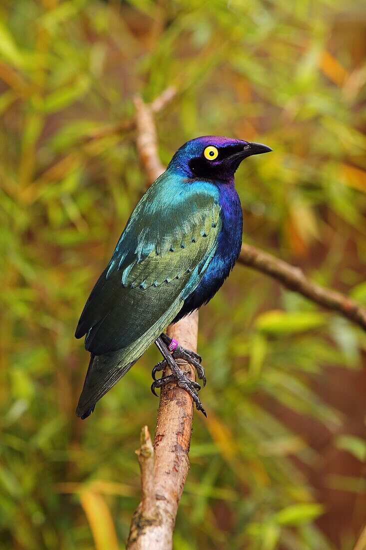 Cape Starling (Cape Glossy Starling) (Lamprotornis nitens) a species of starling in the Sturnidae family, South Africa, in captivity in the United Kingdom, Europe