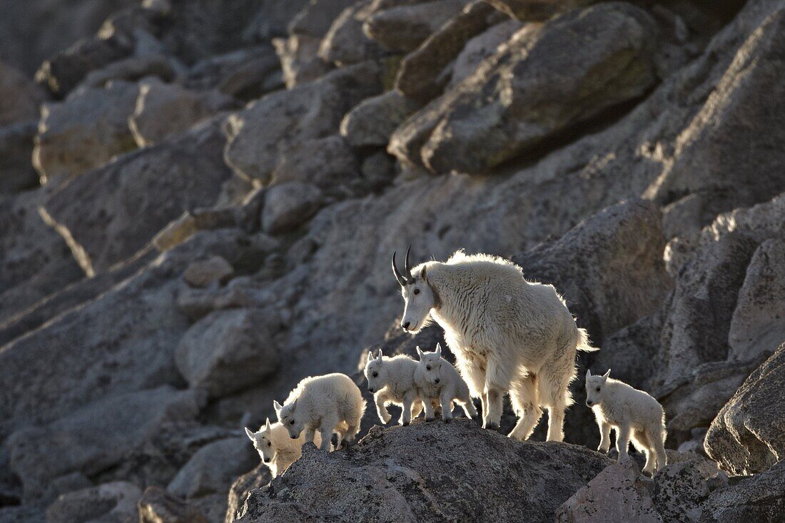 Mountain goat (Oreamnos americanus) nanny and five kids, Mount Evans, Arapaho-Roosevelt National Forest, Colorado, United States of America, North America