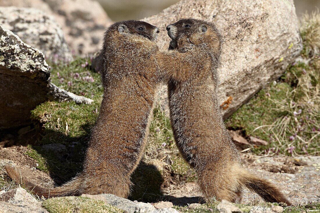 Two yellow-bellied marmot (yellowbelly marmot) (Marmota flaviventris) sparring, Mount Evans, Arapaho-Roosevelt National Forest, Colorado, United States of America, North America