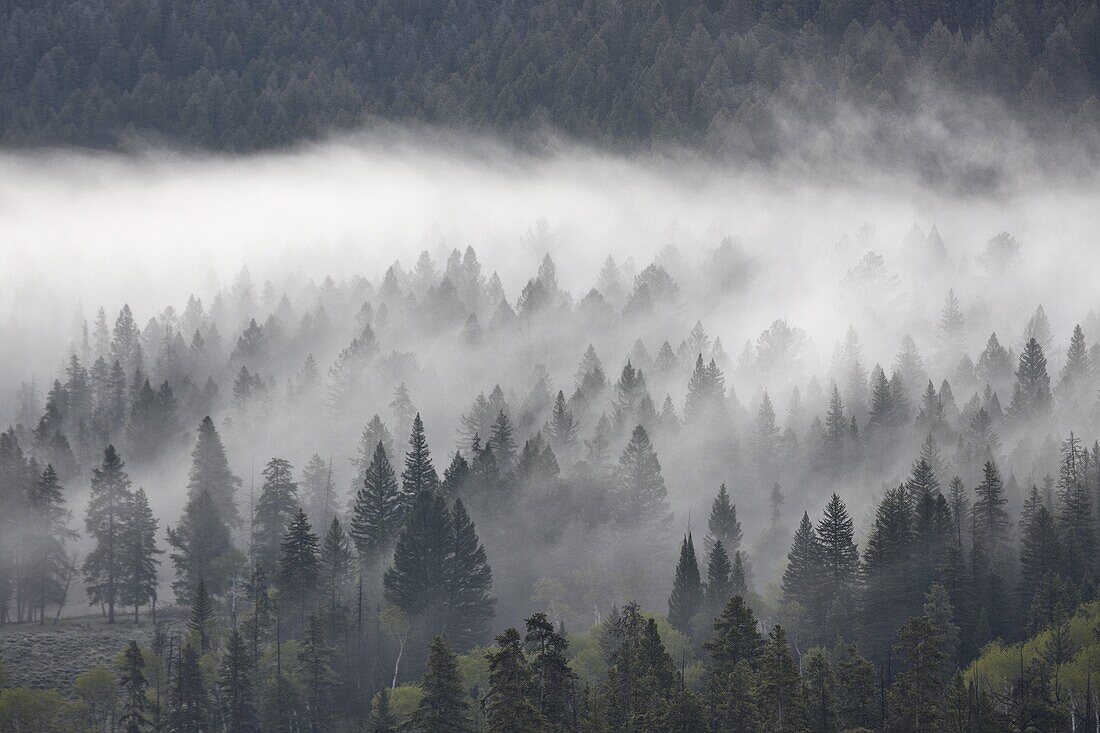 Fog mingling with evergreen trees, Yellowstone National Park, UNESCO World Heritage Site, Wyoming, United States of America, North America