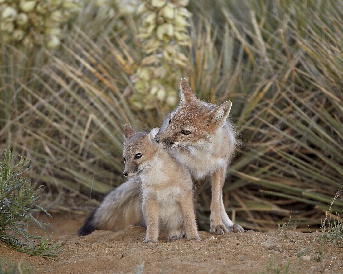 Swift fox (Vulpes velox) vixen grooming a kit, Pawnee National Grassland, Colorado, United States of America, North America