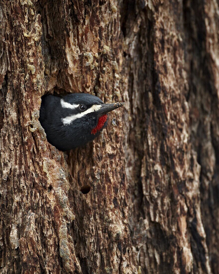 Male Williamson's sapsucker (Sphyrapicus thyroideus) poking out of its nest hole, Yellowstone National Park, Wyoming, United States of America, North America