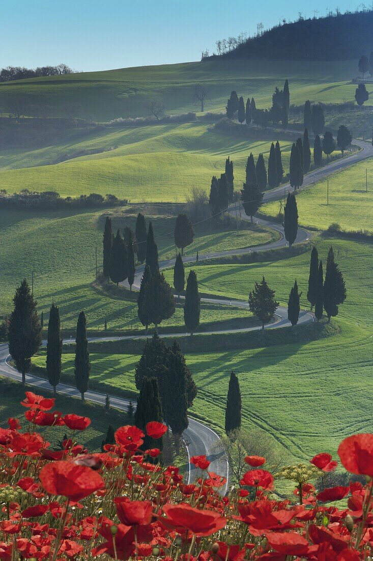 Winding road and poppies, Montichiello, Tuscany, Italy, Europe